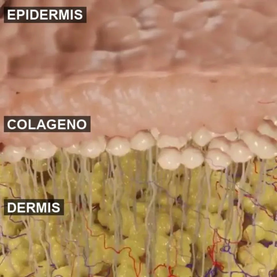 Capas de la piel: epidermis, colageno, dermis